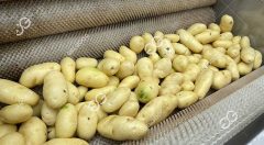 potato washing machine